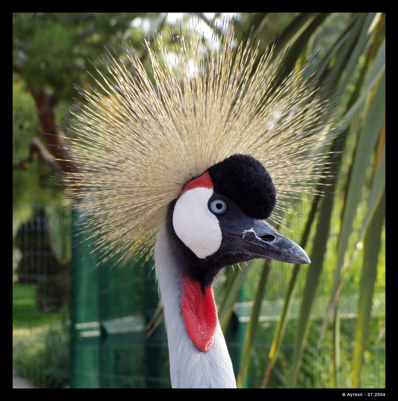 Fonds d'cran Animaux Oiseaux - Grues Grue