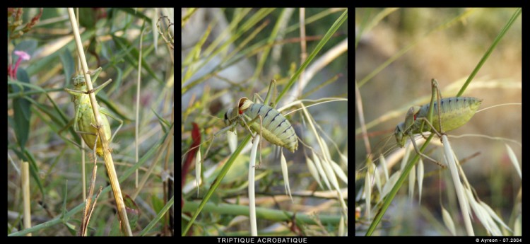 Fonds d'cran Animaux Insectes - Divers Triptique AcrobatiquE