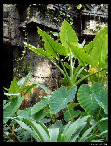 Wallpapers Nature Parks - Gardens Temple Inca