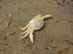 Fonds d'cran Animaux crab