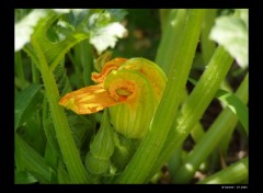 Fonds d'cran Nature Fleur de courgette