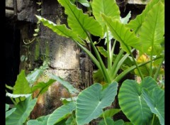 Fonds d'cran Nature Temple Inca