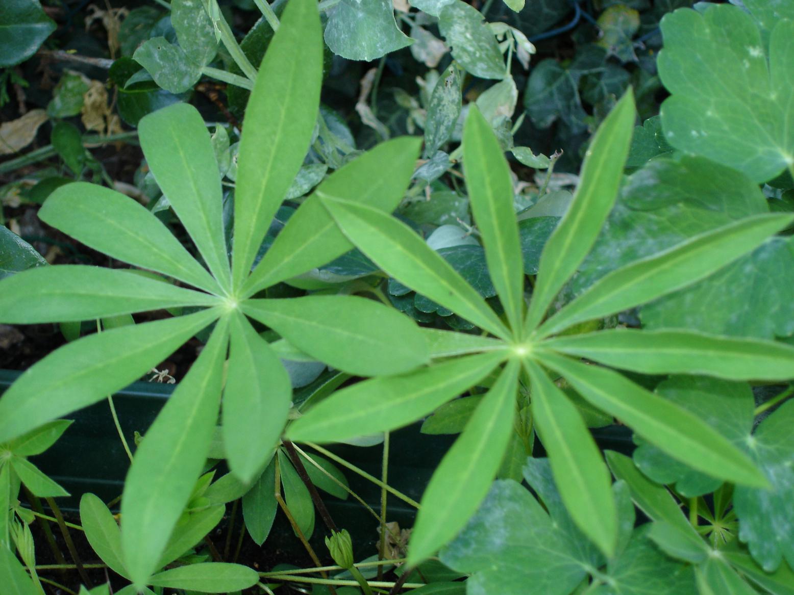 Fonds d'cran Nature Feuilles - Feuillages Lupinus