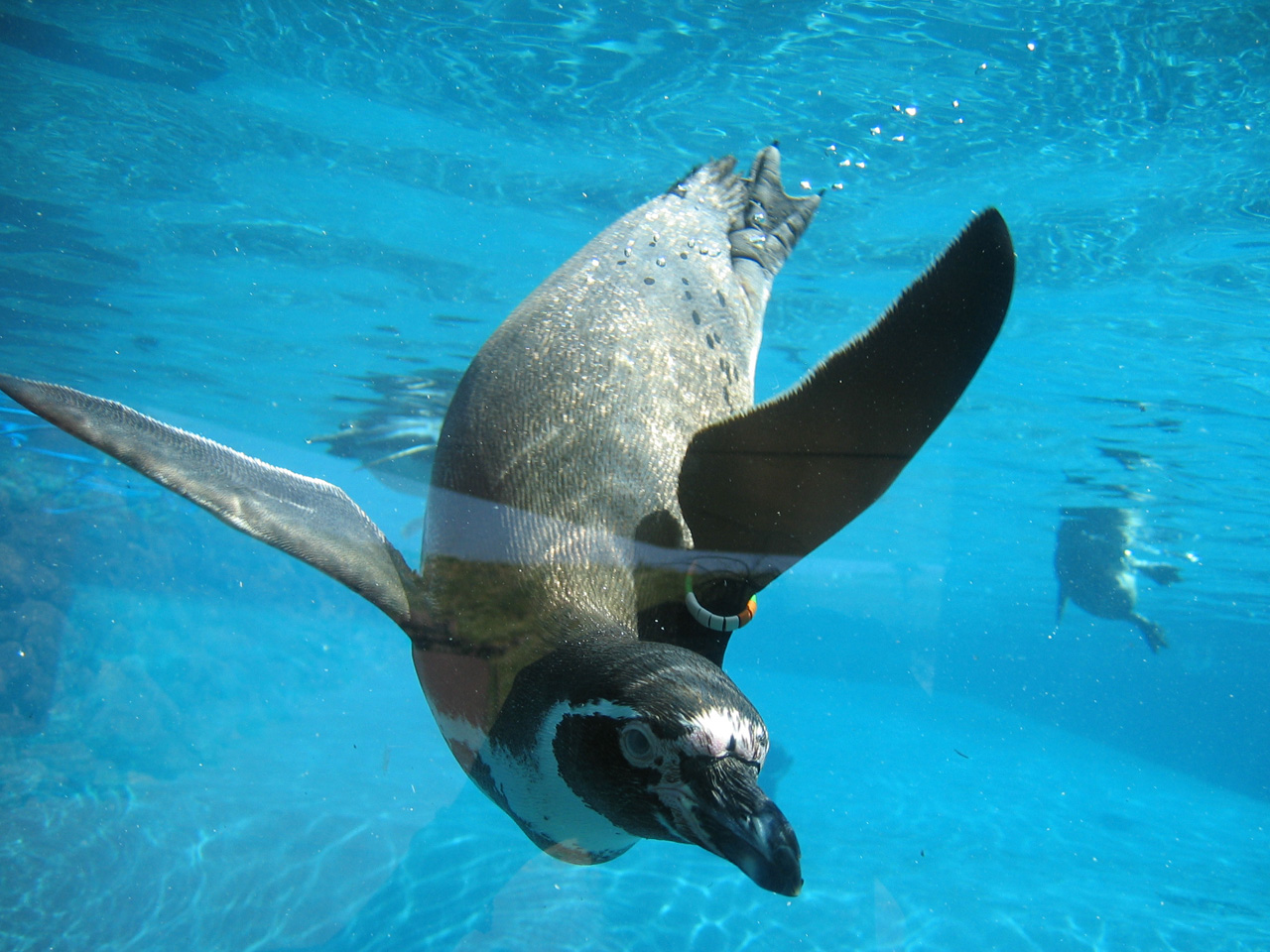 Fonds d'cran Animaux Oiseaux - Pingouins Pingouin aquarium