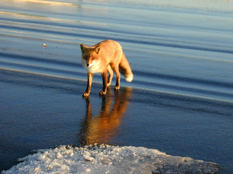 Fonds d'cran Animaux Renards Fox