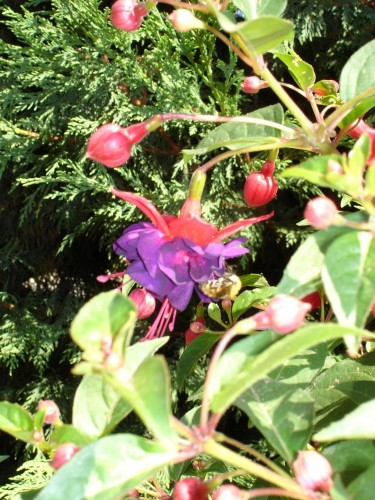 Fonds d'cran Nature Fleurs Fushias