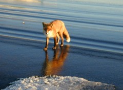 Fonds d'cran Animaux Fox