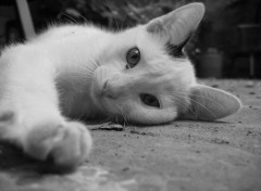 Fonds d'cran Animaux Cat b&w