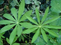 Fonds d'cran Nature Lupinus