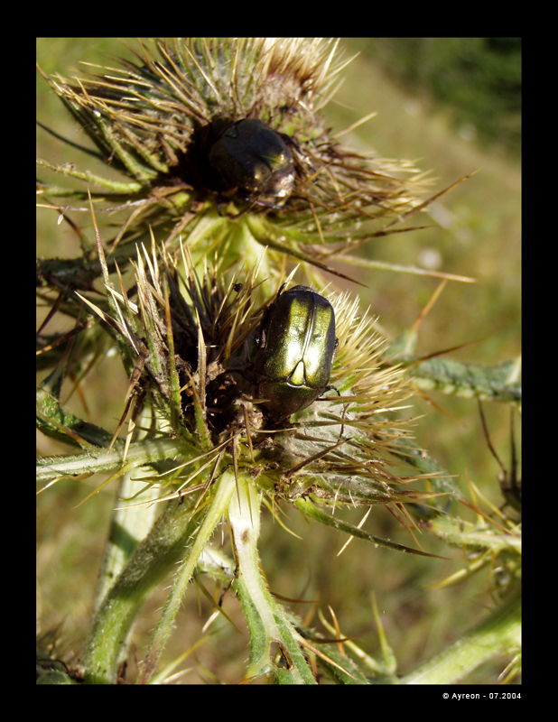 Wallpapers Animals Insects - Beetles Hanneton