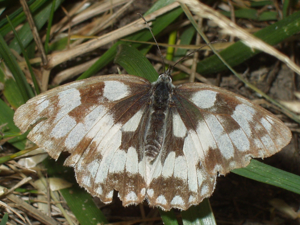 Wallpapers Animals Insects - Butterflies Piti papillon