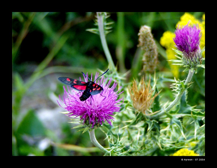 Fonds d'cran Animaux Insectes - Papillons Butinage