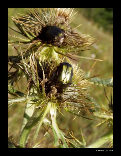 Fonds d'cran Animaux Insectes - Hannetons Hanneton