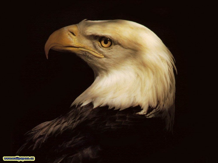 Wallpapers Animals Birds - Eagles Aigle Royal