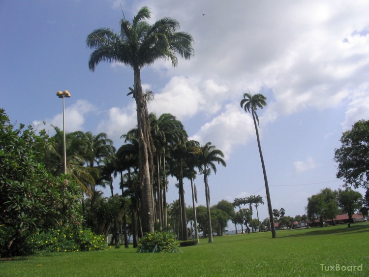 Fonds d'cran Nature Arbres - Forts Plamiers of Fort de France