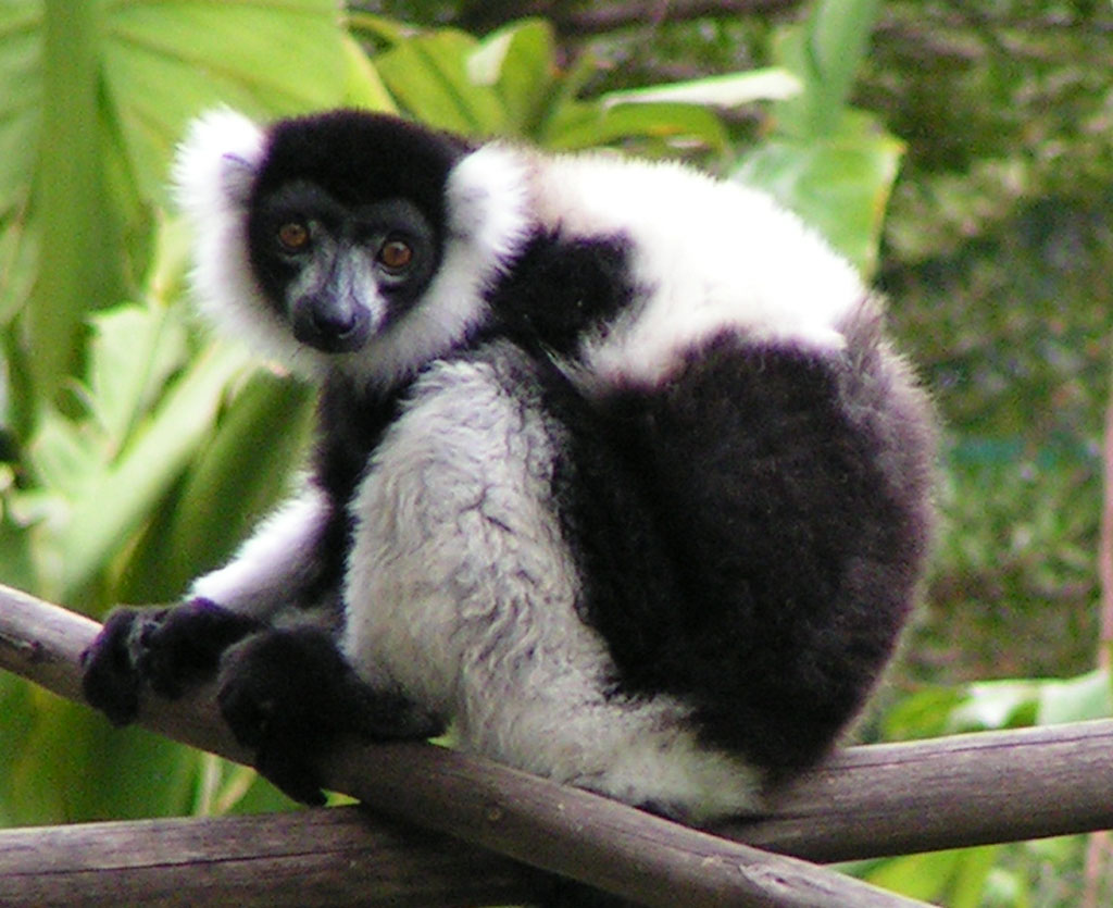 Fonds d'cran Animaux Lmuriens Lmur vari