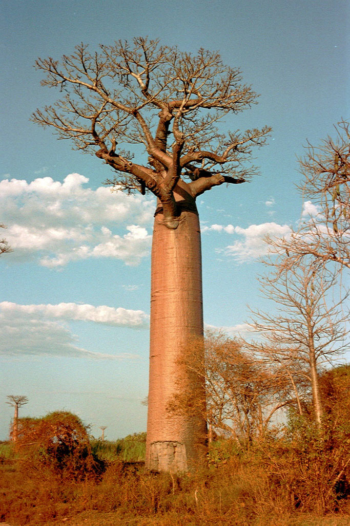 Fonds d'cran Voyages : Afrique Madagascar Baobab