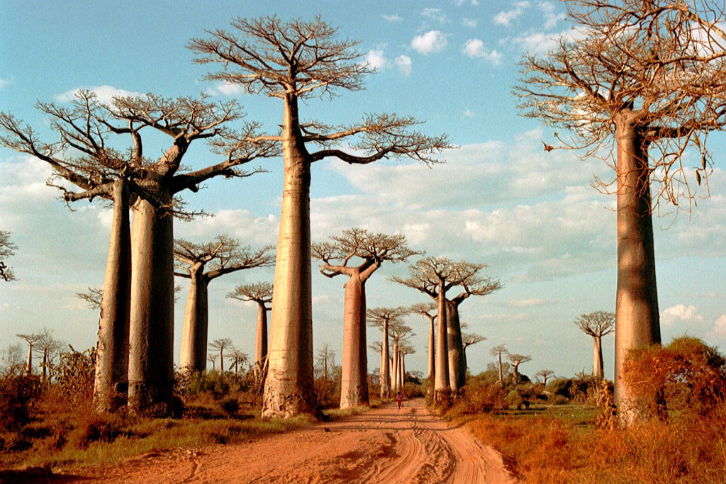 Fonds d'cran Voyages : Afrique Madagascar Alle des baobabs