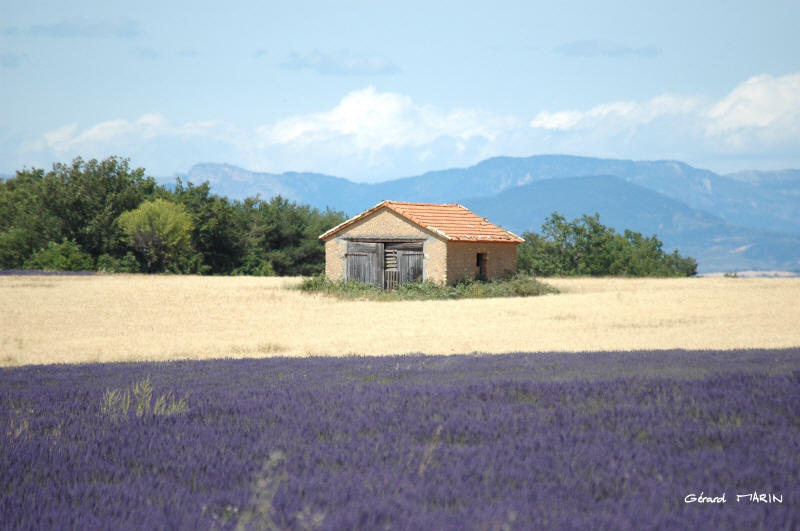 Fonds d'cran Nature Champs - Prairies Pays de Valensole