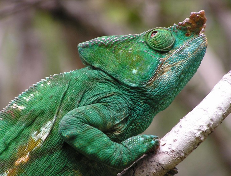 Fonds d'cran Animaux Camlons Camlon vert