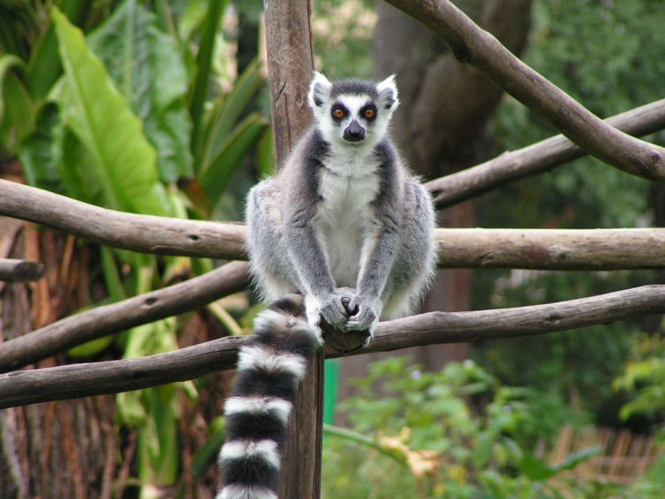 Fonds d'cran Animaux Lmuriens Lmur catta