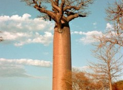 Fonds d'cran Voyages : Afrique Baobab