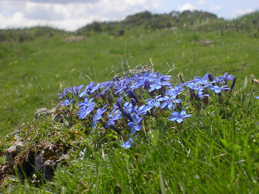 Fonds d'cran Nature Fleurs Fleurs des Pyrnnes