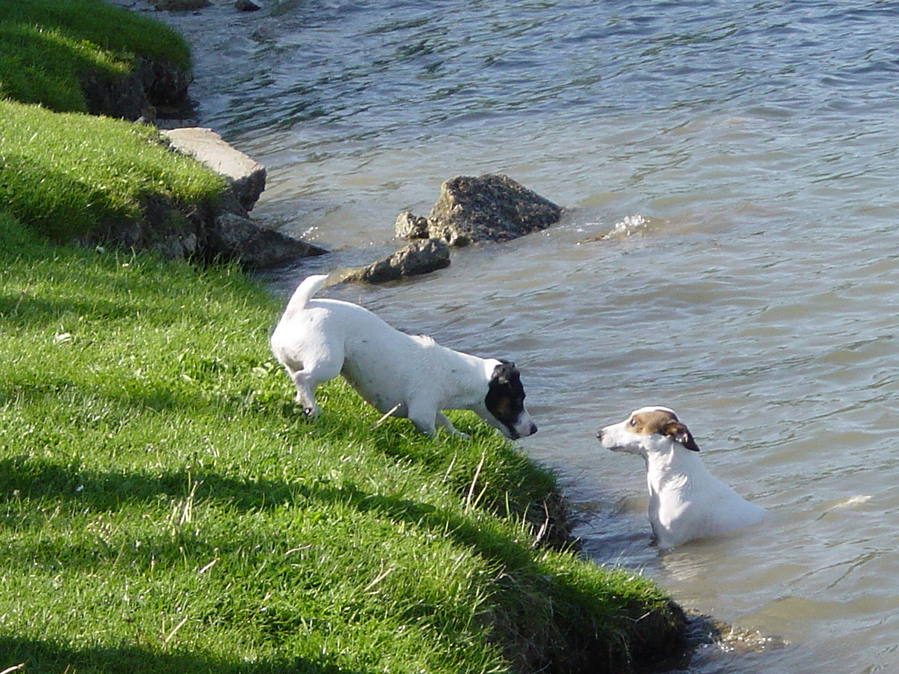 Fonds d'cran Animaux Chiens Jack Russel