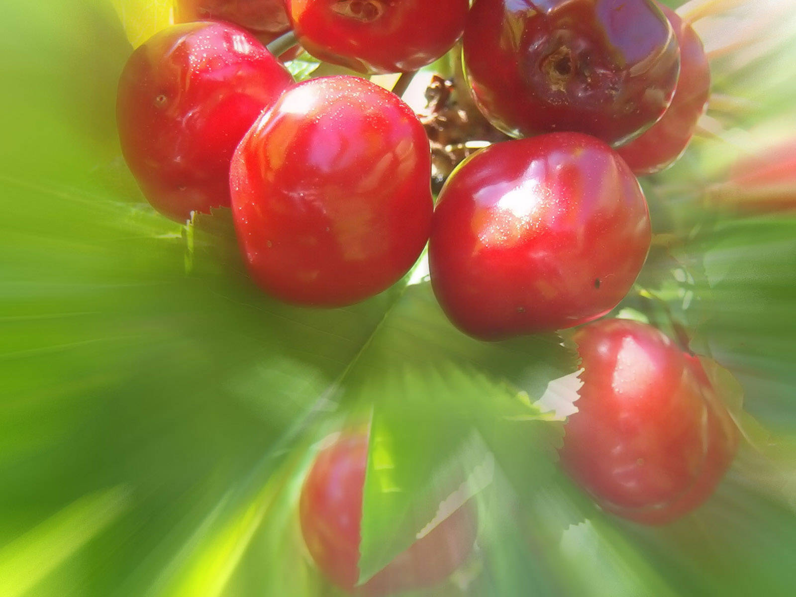 Fonds d'cran Nature Fruits Cerises