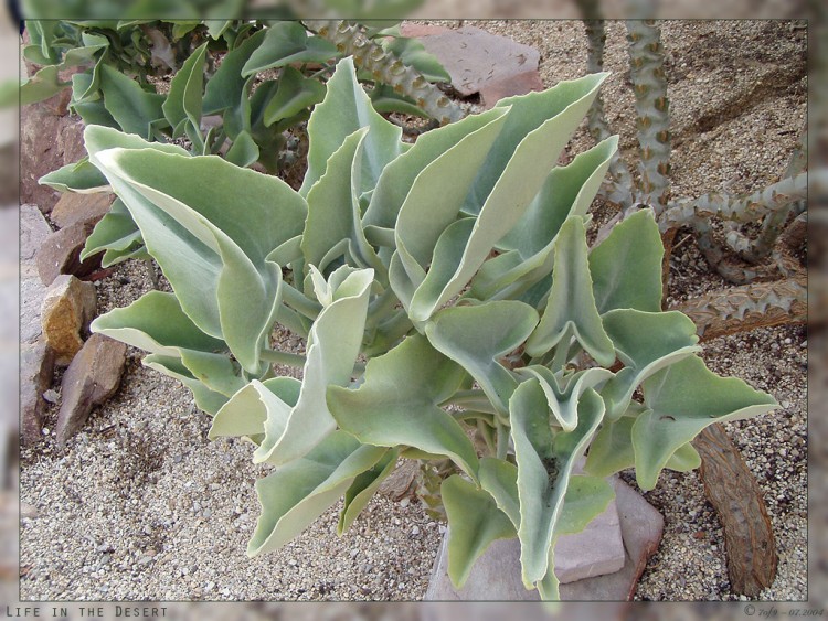 Fonds d'cran Nature Plantes - Arbustes Life in the Desert