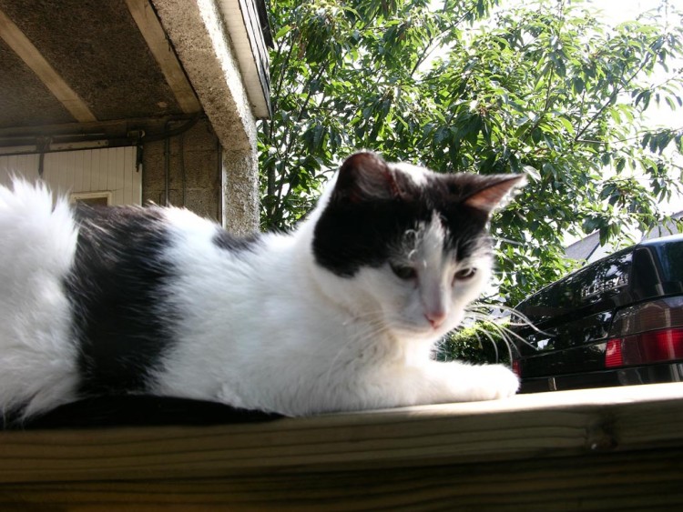 Fonds d'cran Animaux Chats - Chatons Gwen Du