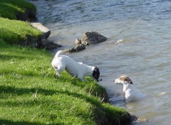 Fonds d'cran Animaux Jack Russel