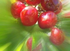 Fonds d'cran Nature Cerises