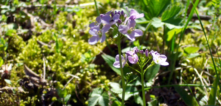 Fonds d'cran Nature Fleurs Fleurs sauvages de Swiiiiissss