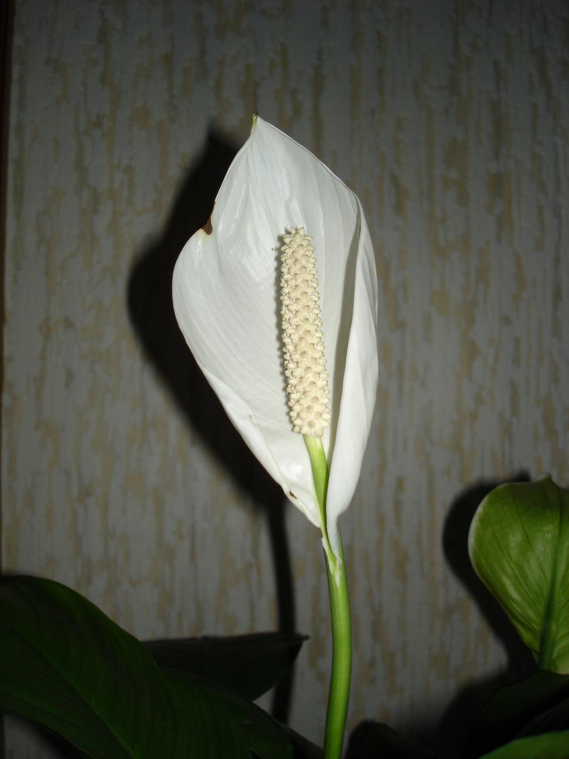 Fonds d'cran Nature Fleurs Arum