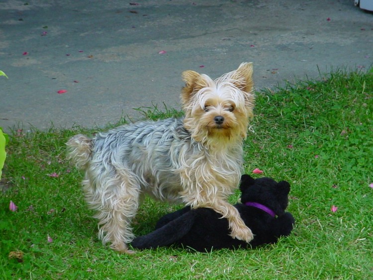 Fonds d'cran Animaux Chiens Ma teuteu