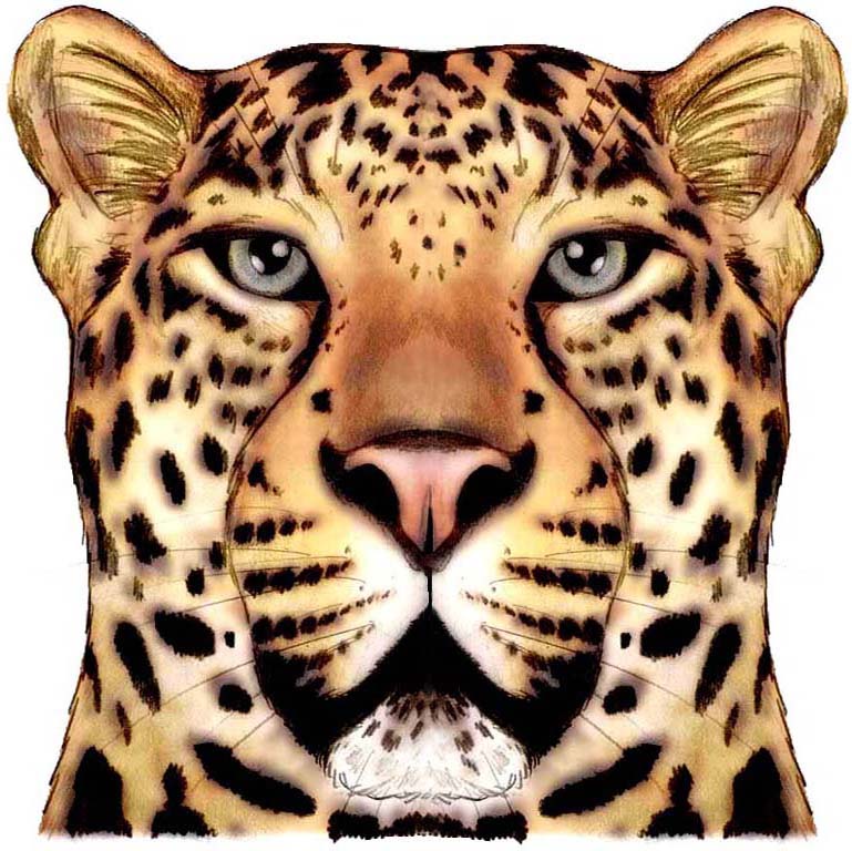 Wallpapers Digital Art Animals Jaguar