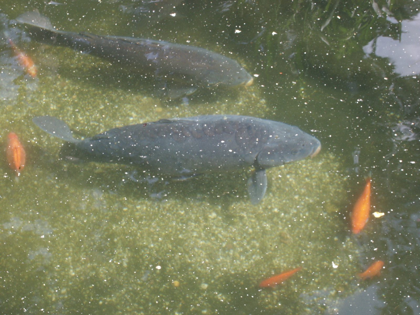 Wallpapers Animals Fishes - In the river Poissons d'eau douce