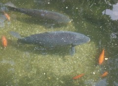 Fonds d'cran Animaux Poissons d'eau douce