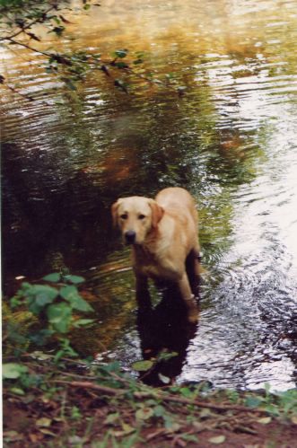 Fonds d'cran Animaux Chiens Opium 6