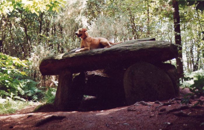 Fonds d'cran Animaux Chiens Opium 8