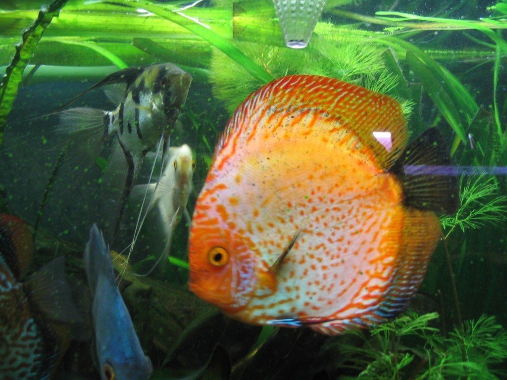 Wallpapers Animals Sealife - Fishes discus mâle