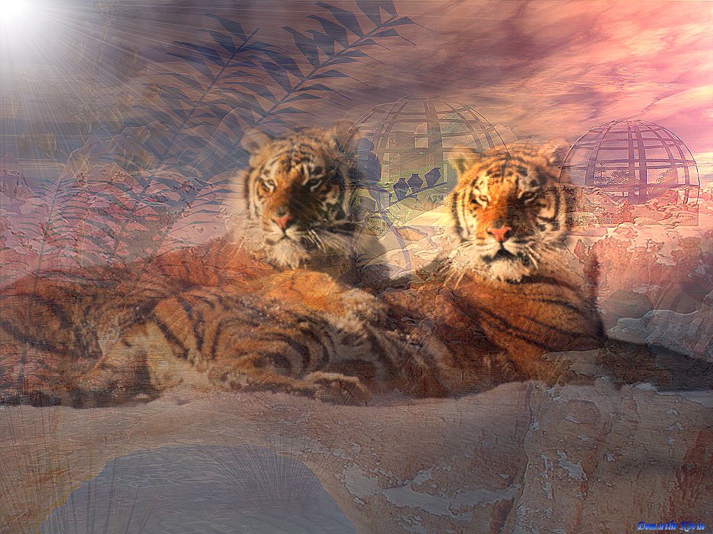 Wallpapers Animals Felines - Tigers Les Tigres !!!!