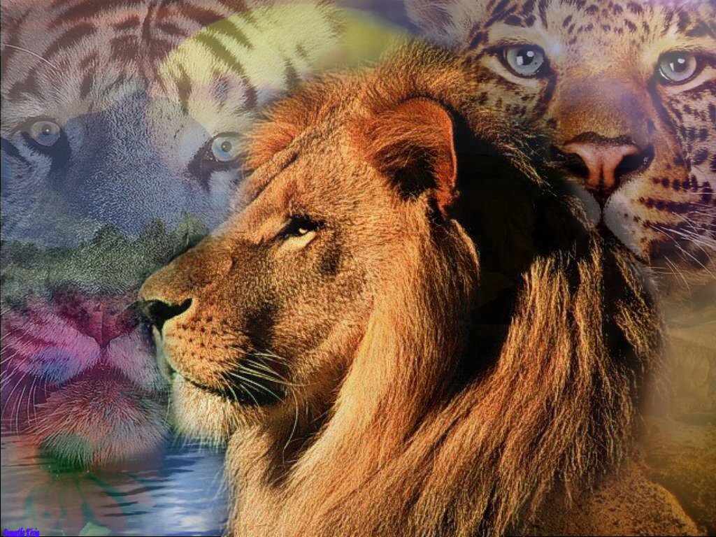 Wallpapers Animals Felines - Lions Lions & Tigres