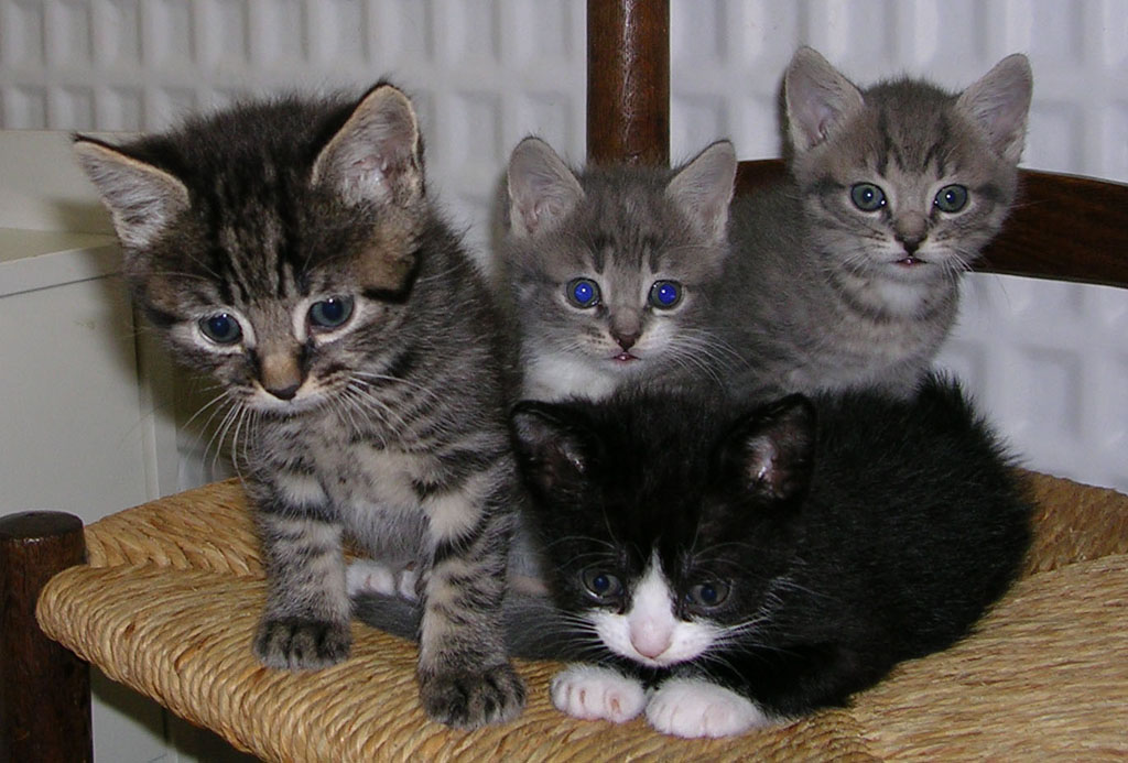 Fonds d'cran Animaux Chats - Chatons les chats de nat et sido