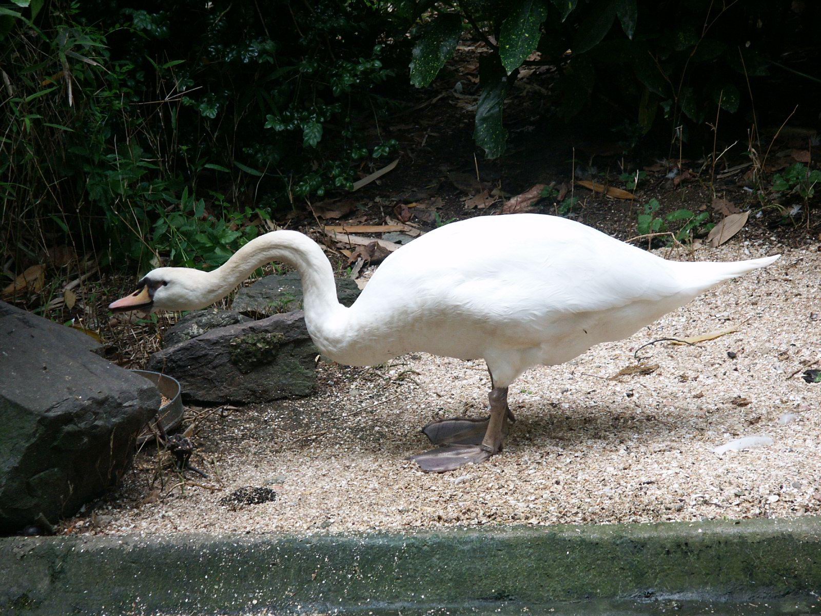 Wallpapers Animals Birds - Swans Cigne