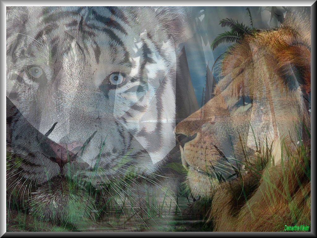 Wallpapers Animals Felines - Lions Lion & Tigre Blanc