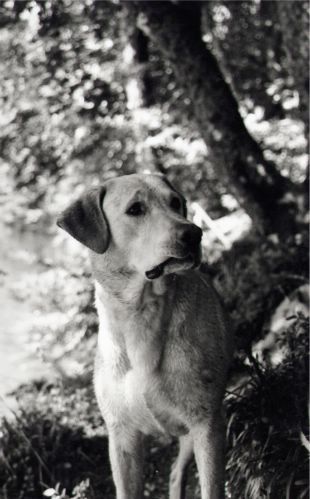 Fonds d'cran Animaux Chiens Opium 2