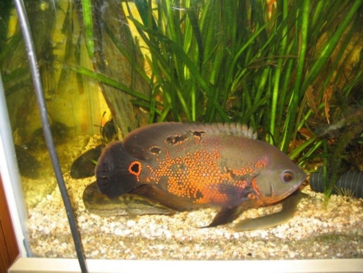 Fonds d'cran Animaux Vie marine - Poissons oscar