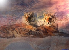 Wallpapers Animals Les Tigres !!!!